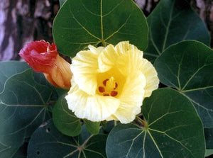 portia succulent plant Thespesia Populnea 15 Seeds, Indian Tulip Portia Tree Flowering Pacifi