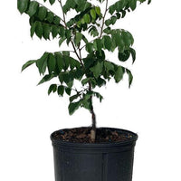 Averrhoa Carambola 'Arkin Star fruit' Tree, Grafted Live Plant