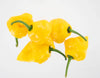 Trinidad Perfume Pepper Seeds, Fragrant & Little To No Heat Garden Vegetables