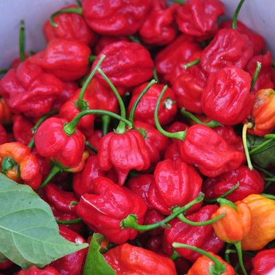 Trinidad Scorpion Pepper Seeds, Garden Vegetables With 2 Million SHUs