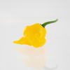Trinidad Perfume Pepper Seeds, Fragrant & Little To No Heat Garden Vegetables