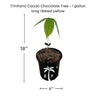 Trinitao Cacao Tree Yellow, Long Ribbed – Fruit-Bearing Chocolate Theobroma Cacao Tree