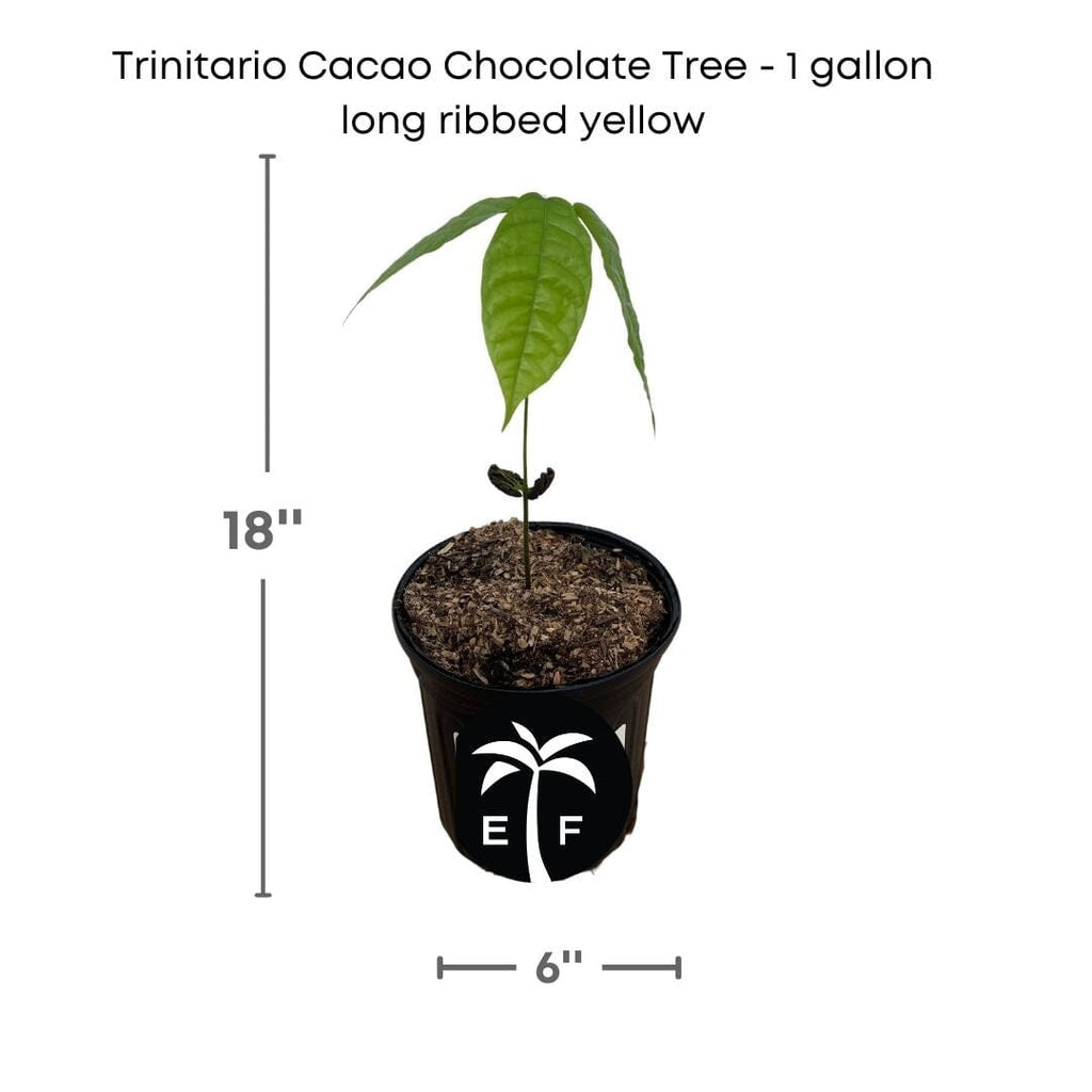 Trinitao Cacao Tree Yellow, Long Ribbed – Fruit-Bearing Chocolate Theobroma Cacao Tree
