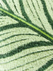 Tufted Calathea Orbifolia Plant Leaf Pillow