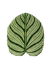 Tufted Calathea Orbifolia Plant Leaf Pillow