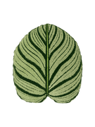 Tufted Calathea Orbifolia Plant Leaf Pillow