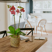 Capricious Orchid Planter Pot, Many Colors To Chose From
