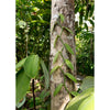 Vanilla planifolia, Tropical Climbing Orchid Vine for Gourmet Vanilla Beans, Live Plant