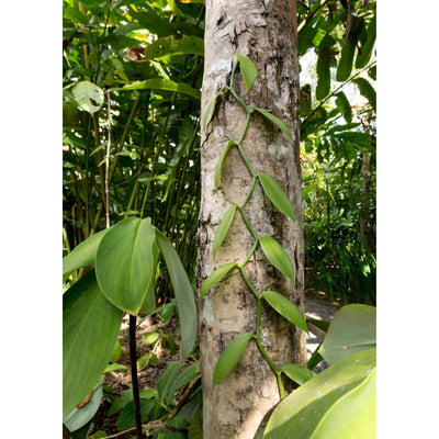 Vanilla planifolia, Tropical Climbing Orchid Vine for Gourmet Vanilla Beans, Live Plant