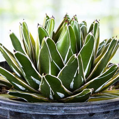 Variegated Queen Victoria Agave Plant