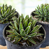 Variegated Queen Victoria Agave Plant
