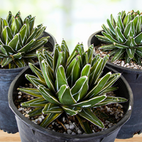 Variegated Queen Victoria Agave Plant