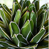 Variegated Queen Victoria Agave Plant