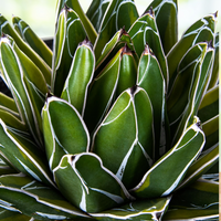 Variegated Queen Victoria Agave Plant