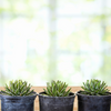 Variegated Queen Victoria Agave Plant