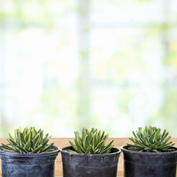 Variegated Queen Victoria Agave Plant