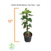 Violet de Bordeaux Dwarf, Live Fig Tree