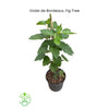 Violet de Bordeaux Dwarf, Live Fig Tree