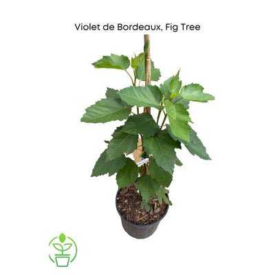 Violet de Bordeaux Dwarf, Live Fig Tree