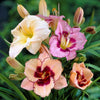 Daylily 10 Bareroot Plants - Bumper Crop Mix