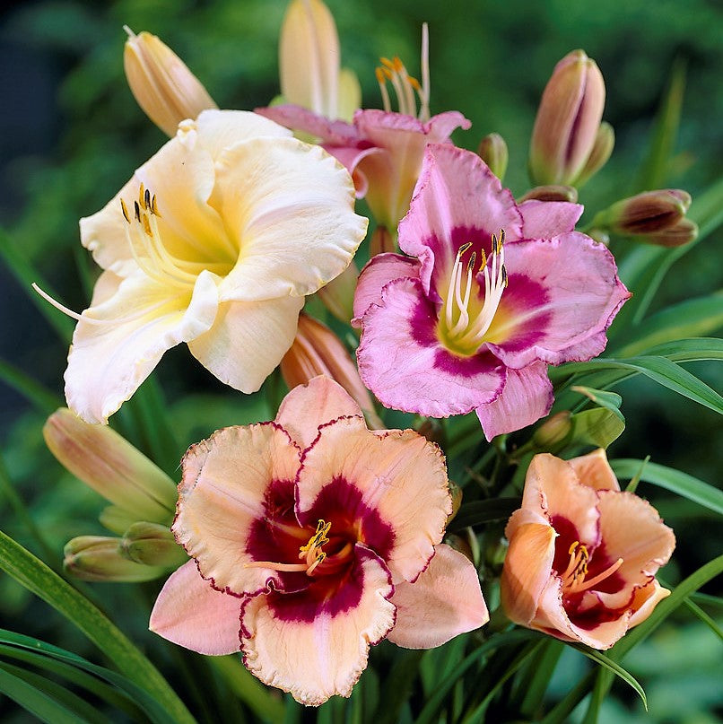 Daylily 10 Bareroot Plants - Bumper Crop Mix