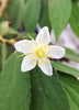 Muntingia calabura, Red Strawberry Fruit Tree - Live Plant