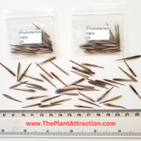 Phyllostachys Nigra 20 Seeds, Cold Hardy Black Running Bamboo