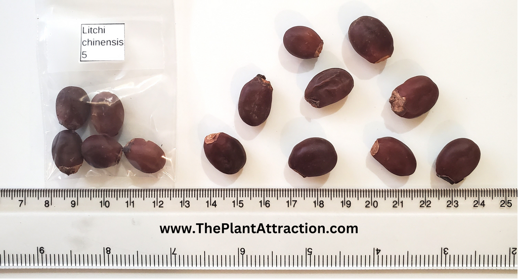litchi plant seed Litchi Chinensis 5 Seeds, Fragrant Chinese Strawberry Lychee Fruit Tree