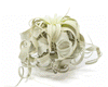 Special Curly Tillandsia Xerographica - Air Plant Limited Quantities / 6-8 Inches Wide