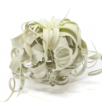 Special Curly Tillandsia Xerographica - Air Plant Limited Quantities / 6-8 Inches Wide