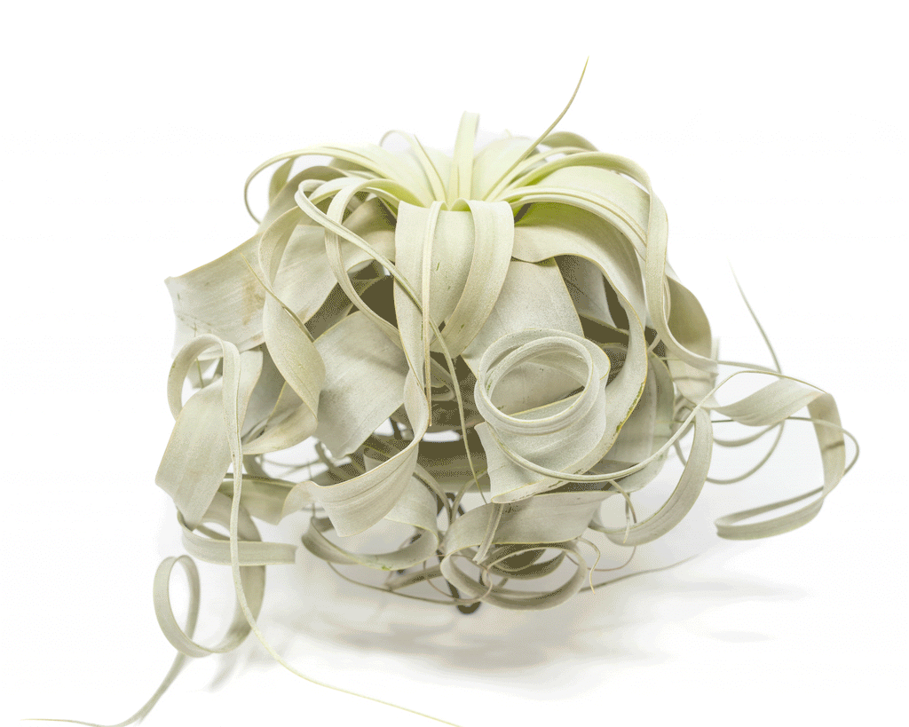 Special Curly Tillandsia Xerographica - Air Plant Limited Quantities / 6-8 Inches Wide