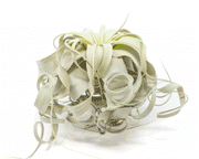 Special Curly Tillandsia Xerographica - Air Plant Limited Quantities / 6-8 Inches Wide