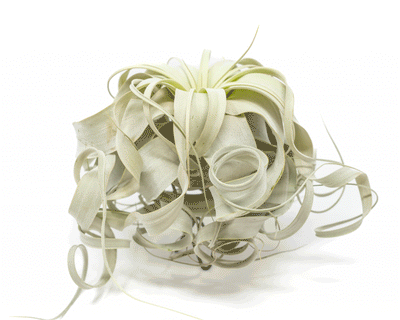 Special Curly Tillandsia Xerographica - Air Plant Limited Quantities / 6-8 Inches Wide
