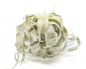 Special Curly Tillandsia Xerographica - Air Plant Limited Quantities / 6-8 Inches Wide
