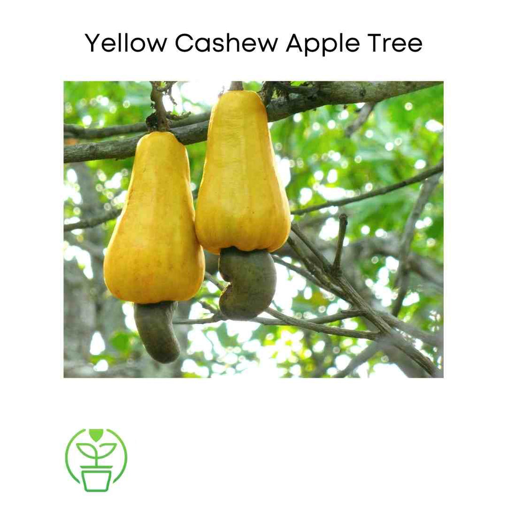 Anacardium occidentale Cashew Nut Tree, Yellow Fruit Live Plant