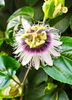 Passiflora edulis flavicarpa, Yellow Passion Fruit Vine- Live Plant