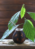 Ilex paraguariensis, Yerba Mate Caffeine Beverage Tree- Live Plant