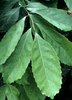 Ilex paraguariensis, Yerba Mate Caffeine Beverage Tree- Live Plant