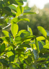 Ilex paraguariensis, Yerba Mate Caffeine Beverage Tree- Live Plant