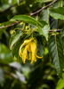 Cananga odorata, Very Fragrant Ylang Ylang Tree Live Plant