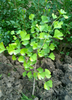 Ginkgo biloba Medicinal Tree, Live Plant