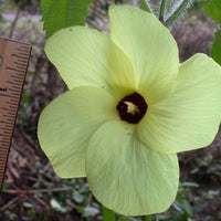 Abelmoschus Moschatus 20/500/2,500 Seeds, Hibiscus Musk Mallow, Musk Okra