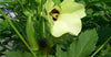 Abelmoschus Moschatus 20/500/2,500 Seeds, Hibiscus Musk Mallow, Musk Okra