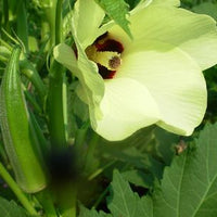 Abelmoschus Moschatus 20/500/2,500 Seeds, Hibiscus Musk Mallow, Musk Okra