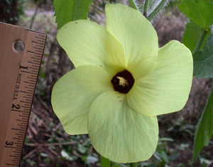Abelmoschus Moschatus 20/500/2,500 Seeds, Hibiscus Musk Mallow, Musk Okra