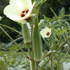 Abelmoschus Moschatus 20/500/2,500 Seeds, Hibiscus Musk Mallow, Musk Okra