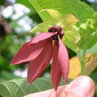 Abroma Augusta 10 Seeds, Devil's Cotton, Small Tree Great For Containers