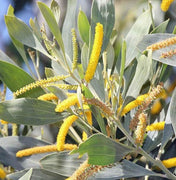 Acacia Holosericea Shrub 20 Seeds Soapbush Strap Candelabra Silver Wattle