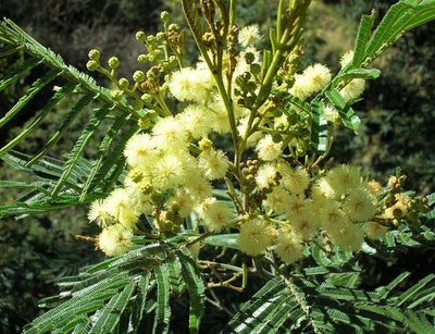 Acacia Mearnsii 25 Seeds, Nitrogen Fixing Black Wattle Tree Shrub