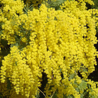 Acacia Dealbata Tree Or Shrub 20/100/1,000 Seeds, Silver Wattle Mimosa